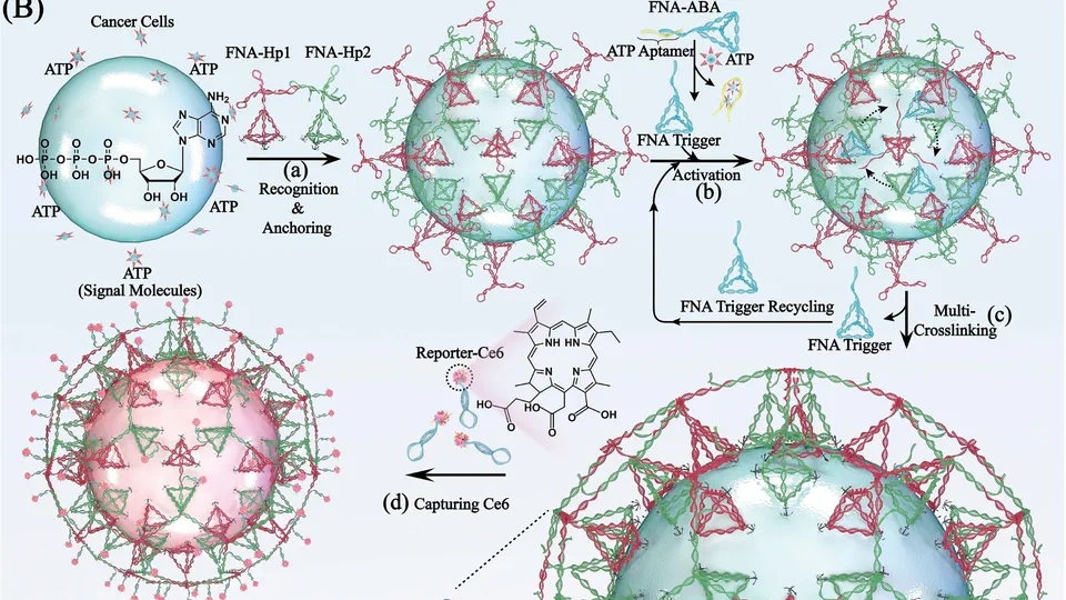 NETosis-Inspired Cell Surface-Constrained Framework Nucleic Acids Traps (FNATs) for Cascaded Extracellular Recognition and Cellular Behavior Modulation