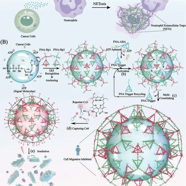 NETosis-Inspired Cell Surface-Constrained Framework Nucleic Acids Traps (FNATs) for Cascaded Extracellular Recognition and Cellular Behavior Modulation